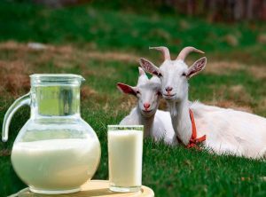Як збільшити надої молока у кози: секрети щедрого удою