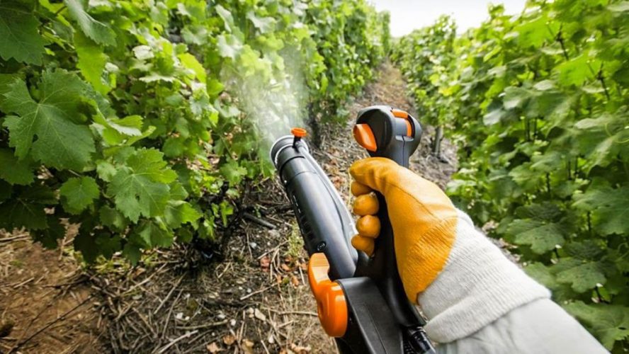 обробка винограду колоїдною сіркою