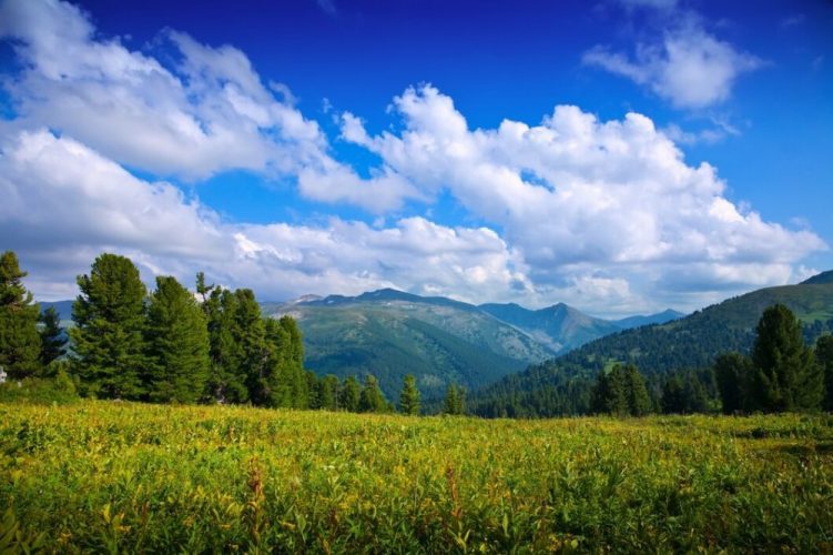 рослинний світ україни