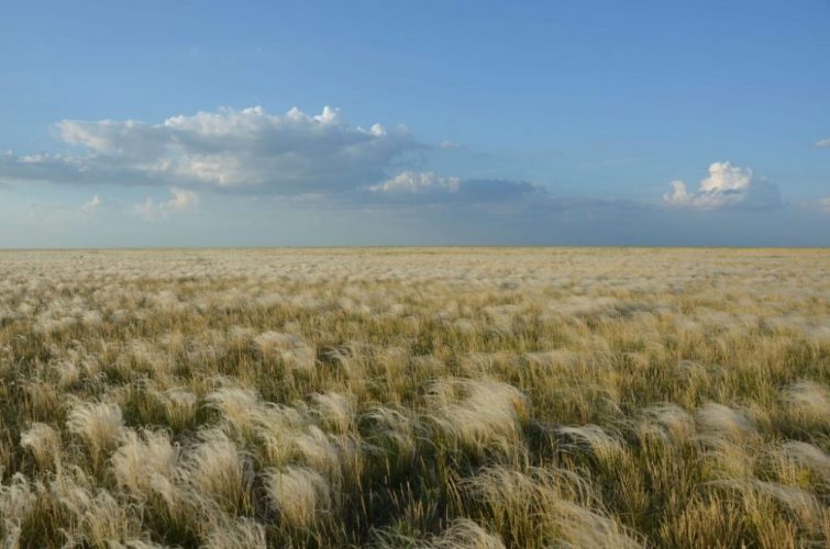 степова зона україни