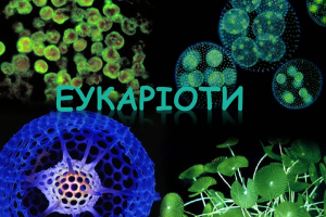 Еукаріоти приклади: від амеби до людини та гігантських водоростей