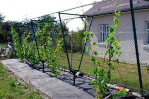 Відстань між кущами винограду: як обрати ідеальну схему посадки для здорового врожаю