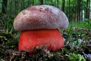 Чортів гриб: отруйний двійник білого боровика в українських лісах