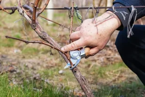 Як обрізати виноград восени: повний гід для щедрого врожаю
