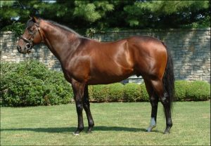 Найдорожчий кінь у світі: 70 мільйонів доларів за Fusaichi Pegasus