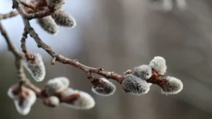 Коли цвітуть котики: від сріблястих бруньок до весняного свята