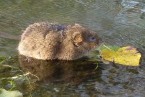 Водяний щур — водяна полівка, що будує складні нори та живе біля води