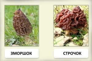 Як відрізнити отруйний сморчок від справжнього зморшка