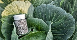Чим підживити капусту, щоб качани стали щільними